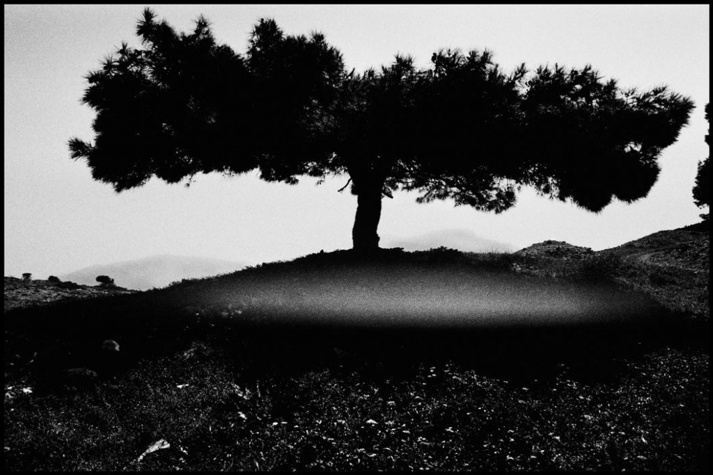 © Alex Majoli, 1994 El árbol Espartano, Isla Dodecanse , Grecia