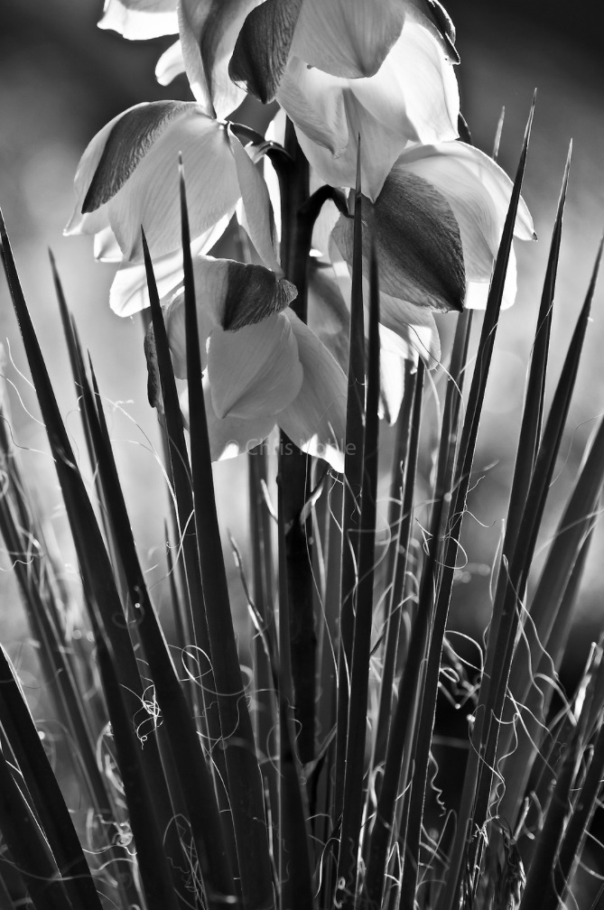 ©Chris Noble, 2011, Platan de Yuca floreciendo.