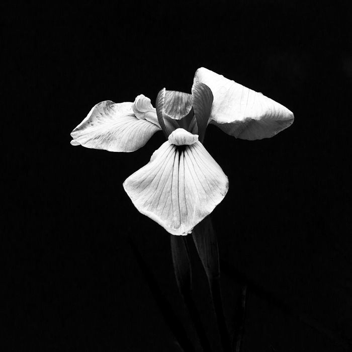 ©Henrik A. Lundh, De la serie " Flores del Mundo"