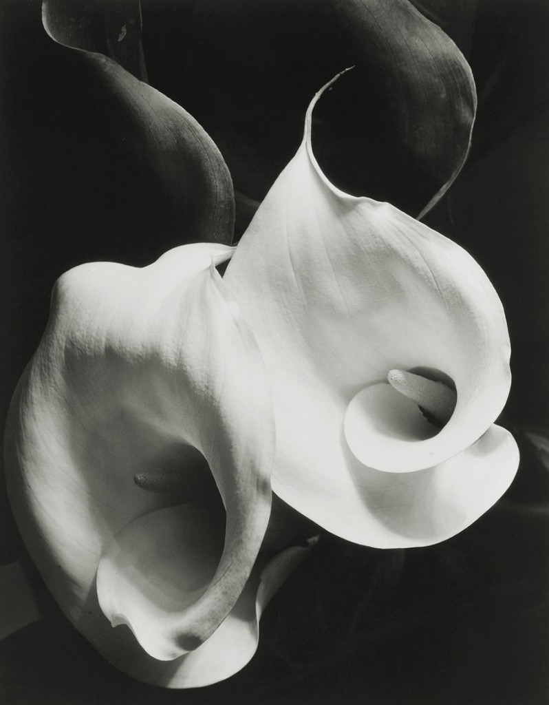 Imogen-Cunningham-Two-Callas-1929.