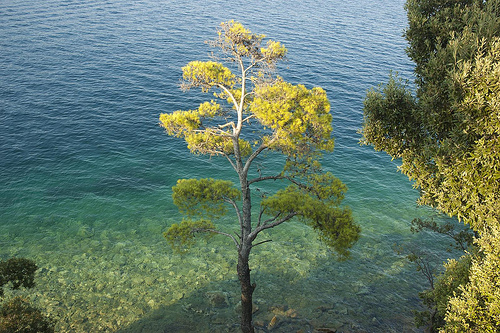 ©Scott Rhodes, 2012, Grecia, Árbol y Mar