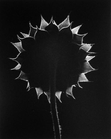 backlit-sflower