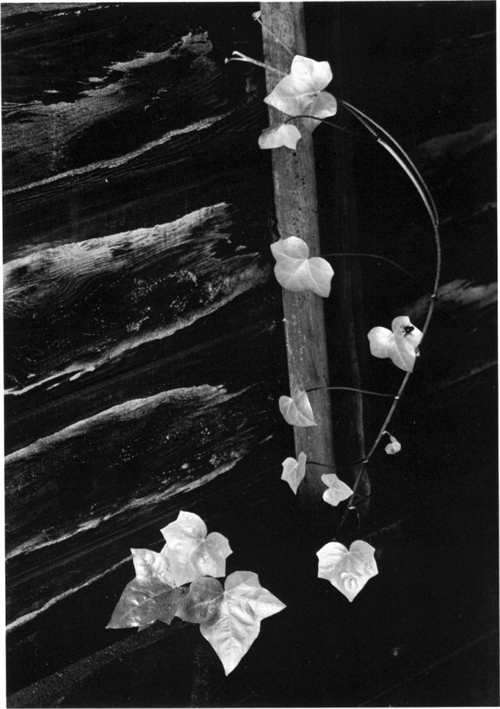 ©Minor White, 1964, Eva, Portland, Oregon, Estados Unidos