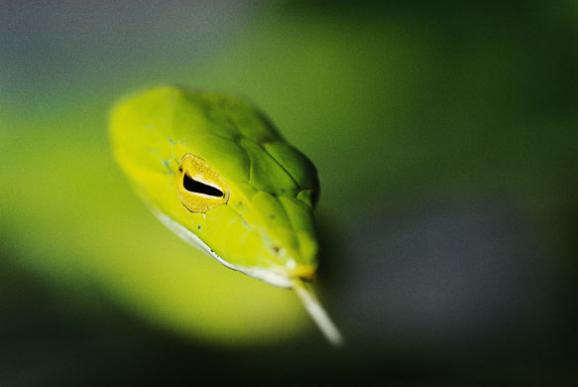 ©Mattias Klum, Serpiente de Pasto Verde en el valle de Danum, Borneo.