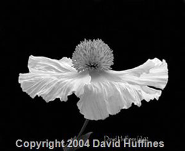 ©David Huffines, 2004, Flor en Blanco y Negro